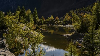 Hiking trail at Grünsee, Swiss stone pine (Pinus cembra), light mood, backlight, sun, tourism,