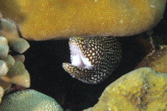 Pearl moray eel, white-mouthed moray eel (Gymnothorax meleagris) shows itself with open mouth