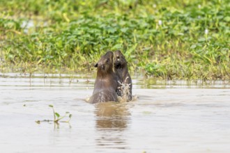 Capybara (Hydrochoerus hydrochaeris), at play, North Pantanal, Poconé, Mato Grosso, Brazil