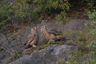 Zwei wild lebende Uhus spätabends im letzten Licht in ihrer natürlichen Umgebung