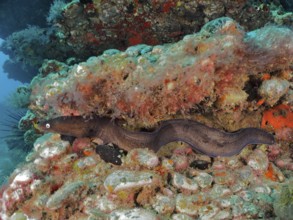 Black moray eel (Muraena augusti), Pasito Blanco reef dive site, Arguineguin, Gran Canaria, Spain,