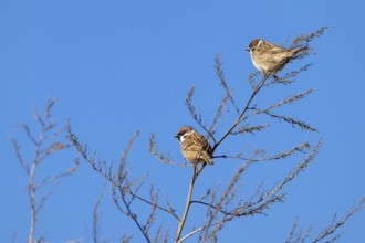 Tree sparrow (Passer montanus), two birds sitting in a bush, Münster, Tyrol, Austria