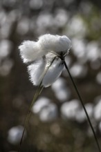 Common cottongrass (Eriophorum angustifolium) in the moor, Emsland, Lower Saxony, Germany