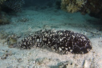 Avicennia germinans (Holothuria flavomaculata) lies on sandy seabed, surrounded by corals, dive