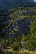 Hiking trail at Grünsee, Swiss stone pine (Pinus cembra), light mood, backlight, sun, tourism,