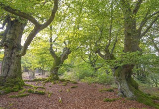 Old copper beeches (Fagus sylvatica), peaceful forest, old, moss-covered, gnarled trees, green