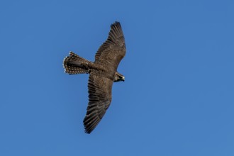 A falcon in the air over a blue sky, Saker falcon, (Falco cherrug), Germany