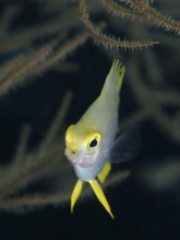 Small fish with yellow head, Golden damselfish (Amblyglyphidodon aureus) juvenile, looking