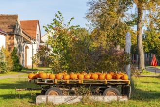 Ripe pumpkins lying on an old wooden trailer in front of a farm shop on a farm, village of Rieben