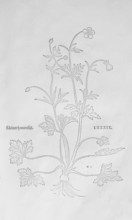 Ranunculus bulbosus (Ranunculus bulbosus), woodcut by Leonhart Fuchs, from New Kreüterbuch, neues