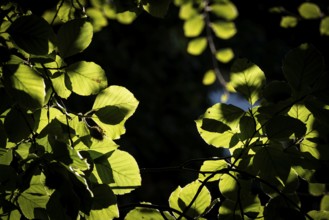 Leaves and branches of a beech tree, sculpture park, Humlebæk, Nivå Bugt, Hovedstaden, Øresund