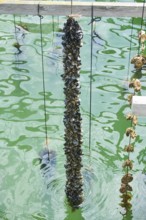 Blue (Mytilus edulis) mussel and Pacific oyster (Magallana gigas) on a rope at mussel farm of
