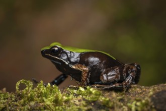 A Mantella maneri frog in the rainforests of Marojejy National Park in north-east Madagascar
