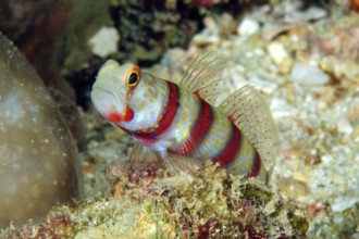 Close-up of red and white striped masked goby (Amblyeleotris gymnocephala) synonym (Cryptocentrus