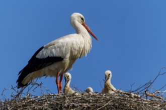A stork in a nest with three chicks under a blue sky, white stork (Ciconia ciconia), wildlife,