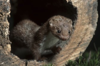 Least weasel (Mustela nivalis) hunting in woodland