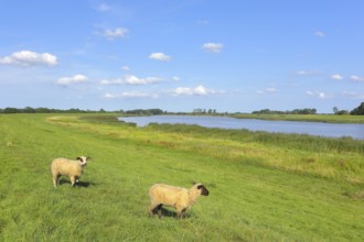 The river Ems near Weener with grazing sheep under a clear blue sky, East Frisia, Lower Saxony,