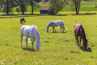 Horses in a paddock in spring. Lonsee, Baden-Württemberg, Germany
