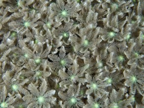 Dense tube coral (Clavularia viridis) with fine texture, dive site Pidada, Penyapangan, Bali,
