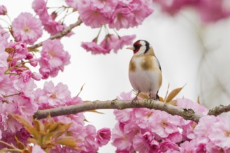 Goldfinch (Carduelis carduelis) on a branch full of pink cherry blossoms in a spring-like setting,