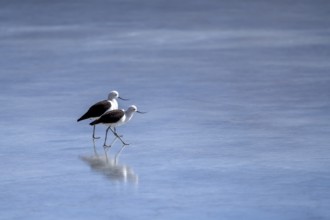 Andean Avocet (Recurvirostra andina), a pair walking on a frozen lake, Laguna Ramaditas, lagoon