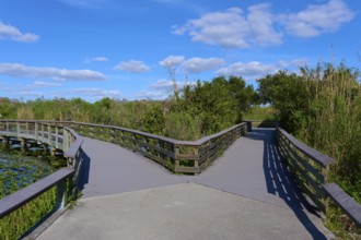 Wooden bridge splits in front of a blue sky with white clouds and surrounded by green plants,