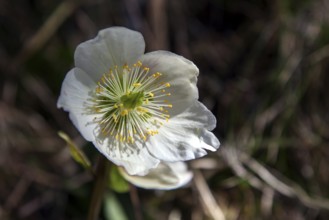 Snow rose (Helleborus niger), also known as Christmas rose or black hellebore, Hinterstein, Bad
