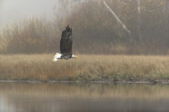 One Bald Eagle, Haliaeetus leucocephalus, flying over a small pond with reed gras on a foggy cold