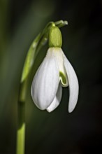 A soft snowdrop stands out against a neutral background, snowdrops