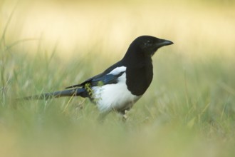 Eurasian Magpie (Pica pica) on field, North Rhine-Westphalia, Germany
