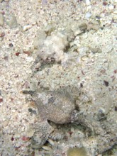 Two perfectly camouflaged fish, dwarf winged horsefish (Eurypegasus draconis), on the sandy seabed,