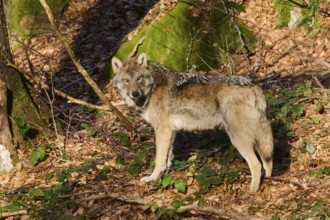 Close-up of a Eurasian wolf (Canis lupus lupus) in a forest in spring, Bavarian Forest National