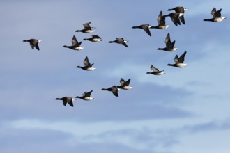 Brent Geese (Branta bernicla), flock or skien flying during migration in autumn, North Sea, Holy