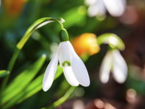 Snowdrop (galanthus nivalis), Bischofswiesen, Berchtesgadener Land, Upper Bavaria, Bavaria, Germany