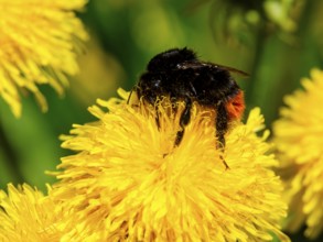 Field bumblebee (Bombus pascuorum) collects pollen in the flower of a dandelion (taraxacum),