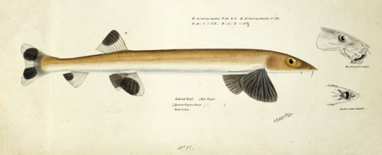 Sandfish, Gonorynchus gonorynchus, beaked salmon or beaked sandfish, fish, reproduction of an
