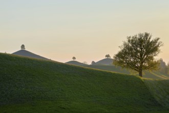 Moraine landscape at sunset, with lime trees (Tilia) on a hill, Hirzel, Canton Zurich, Switzerland