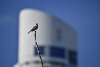 Rufous-collared sparrow (Zonotrichia capensis) in front of the Alvear Tower Puerto Madero, the