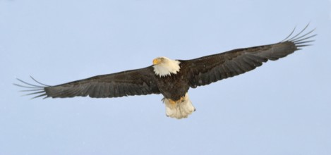 Bald Eagle (Haliaeetus leucocephalus), Alaska, USA