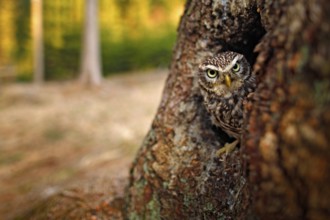 Little Owl, Athene noctua, in the nesting tree hole in the forest, central Europe. Portrait of