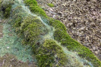 Natural phenomenon in the forest, stone channel of Roschlaub, Scheßlitz, Upper Franconia, Bavaria,