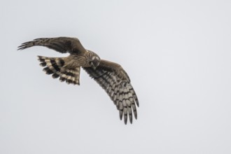 Hen harrier (Circus cyaneus), female, Amrum, Schleswig-Holstein, Germany