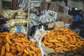 Cat sitting on Ají Amarillo, yellow chilli peppers (Capsicum) baccatum, Mercado Mayorista,