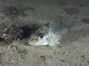 A speckled ruffe (Gymnocephalus cernua) lies focussed on the bottom, dive site Schoggiwand, Lake