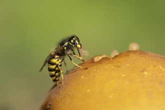 Common wasp (Vespula vulgaris) adult insect feeding on fallen fruit in a garden in summer, England,