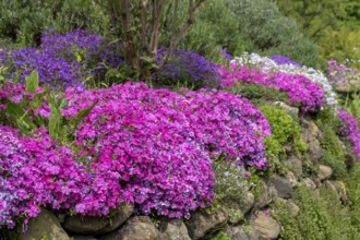 Cushion phlox (Phlox subulata), North Rhine-Westphalia, Germany