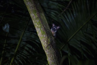 Curious Gray four-eyed opossum (Philander opossum) looking out from behind a tree, night shot,
