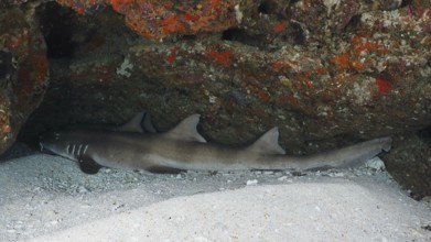 A shark, Brownbanded bamboo shark (Chiloscyllium punctatum), resting under a rock in an underwater