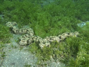 Feather mouth sea cucumber (Synapta maculata) in a dense, green algae landscape, dive site Secret
