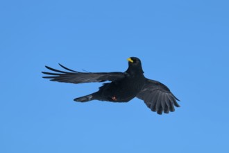 Alpine chough (Pyrrhocorax graculus), bird with outstretched wings in flight against blue sky,